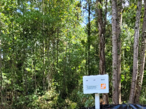 before clearing image