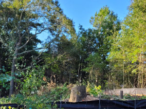 during clearing image